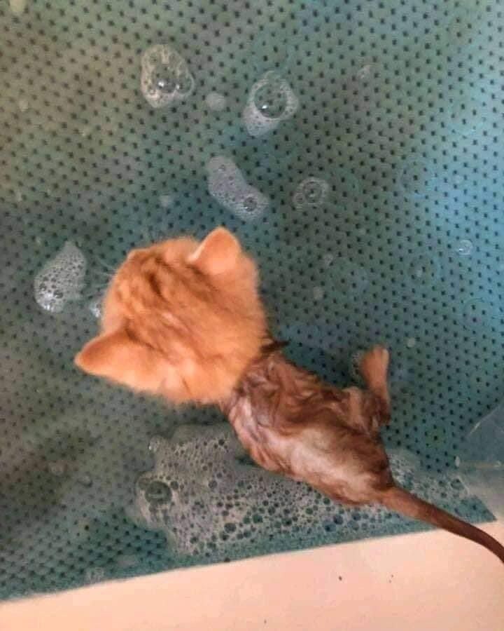 물에 들어갔다 나온 고양이_1.jpg