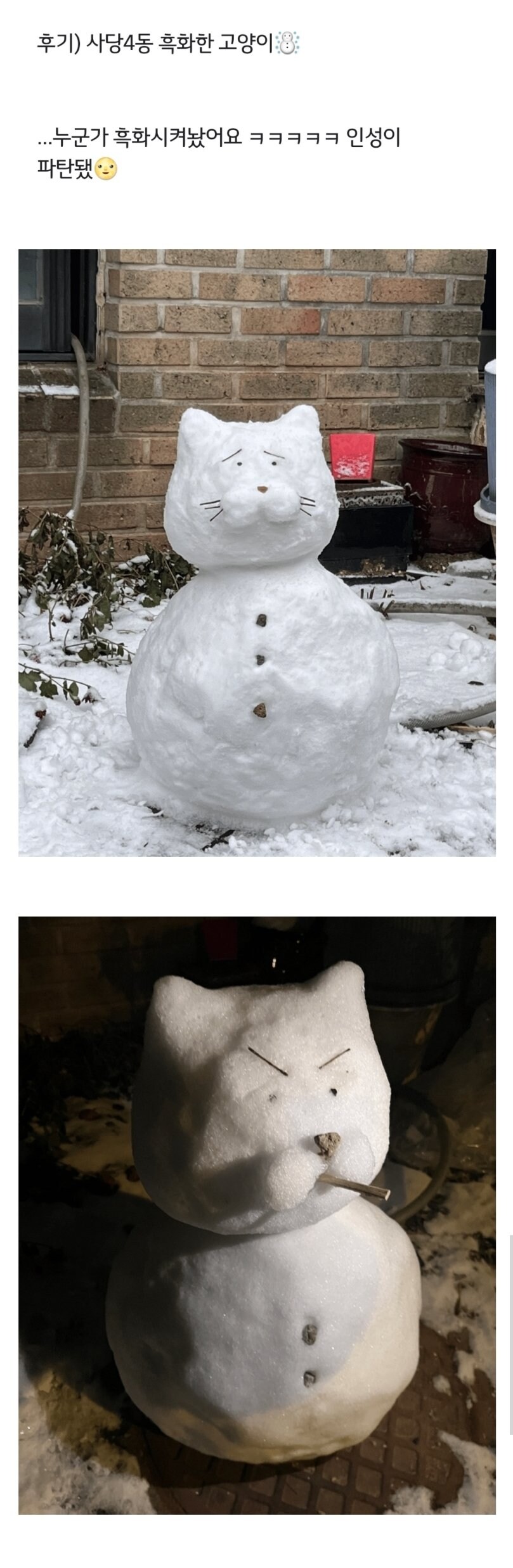 고양이 눈사람 만들어놨는데 하룻밤 사이에.jpg_1.jpg