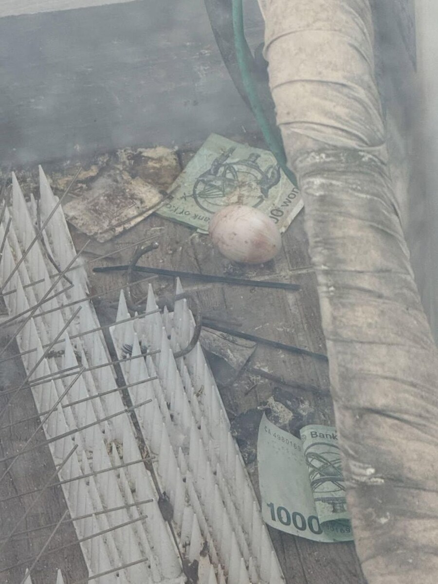 돈내고 입주한 임차인(?)_1.jpg