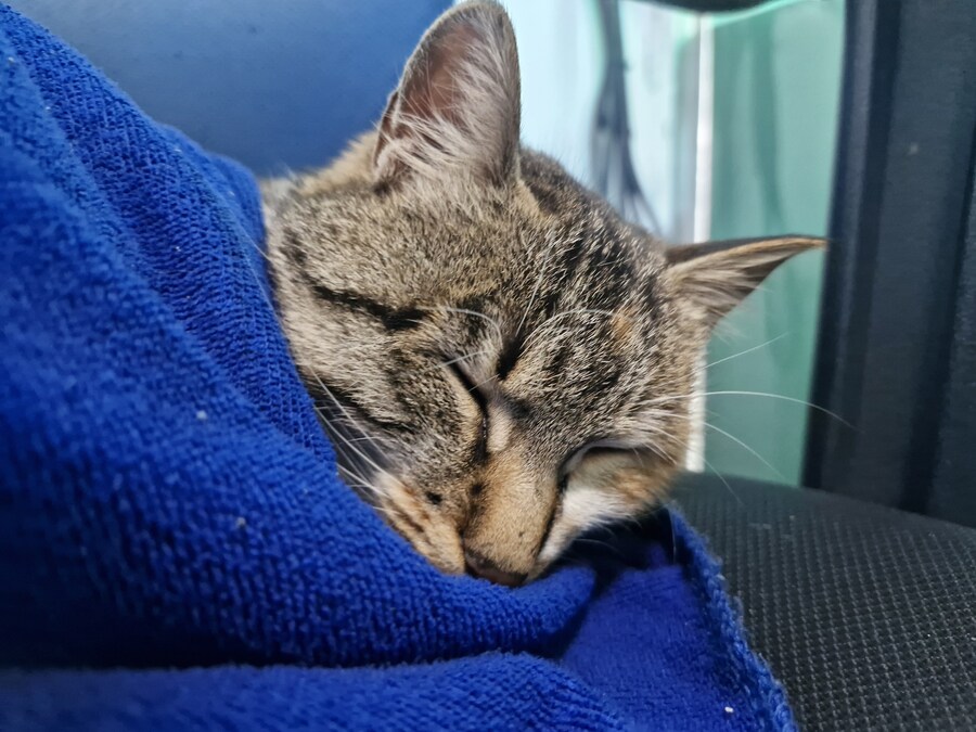 고앵이 잔다_11.jpg