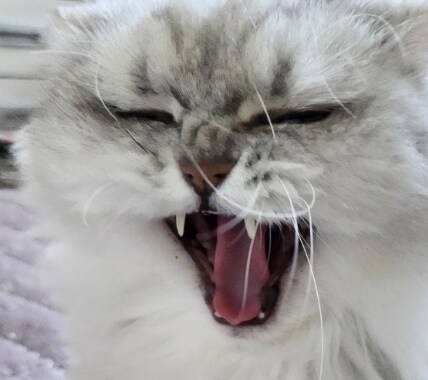 알비온으로 진입시 NE:1000 NE:4005 에러코드._2.jpg