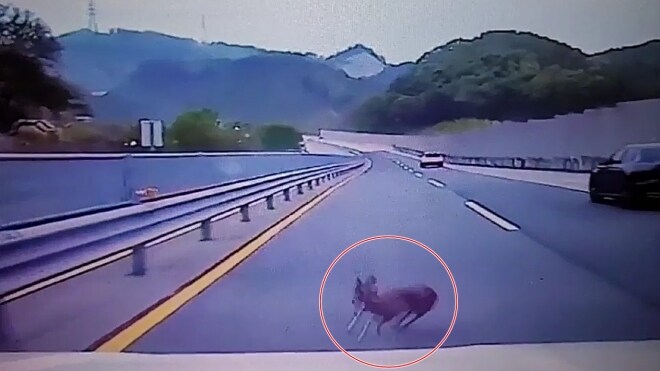 실질적으로 남한에서 현재 가장 위험한 야생동물.jpg_2.jpg