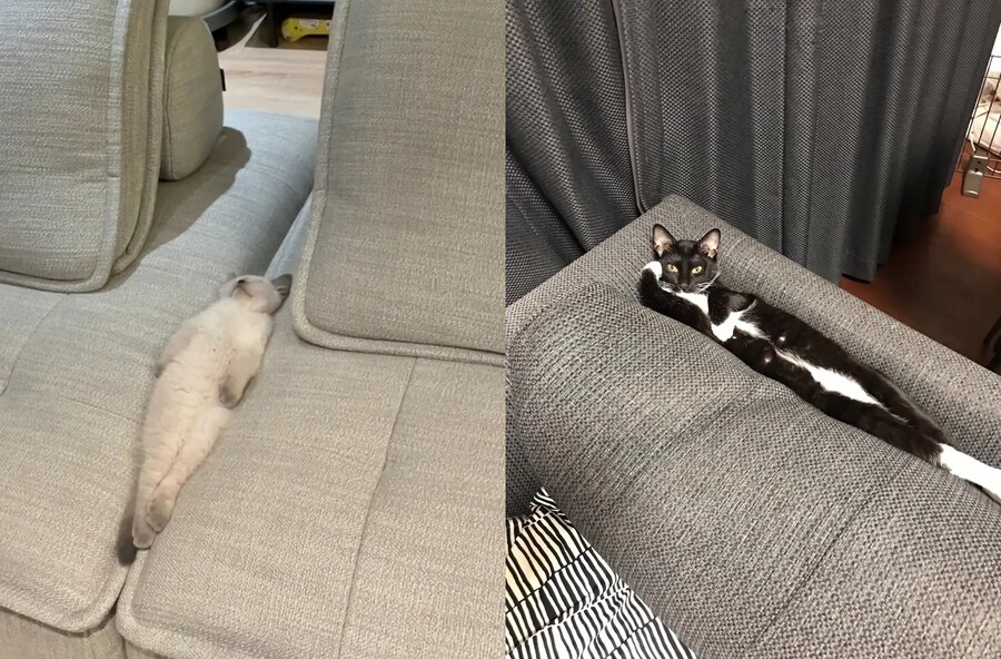 (일러스트) 잠자는 페로 & 요염한 포이_3.png