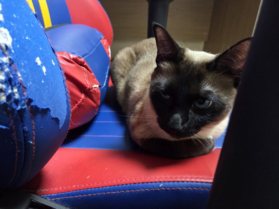 겜할때 앉는 좋은 의자를 사고 싶은데 못 사는 이유 ㅠㅠ_2.jpg