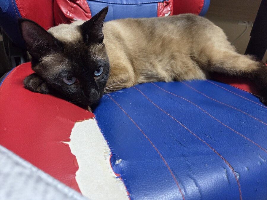 겜할때 앉는 좋은 의자를 사고 싶은데 못 사는 이유 ㅠㅠ_6.jpg