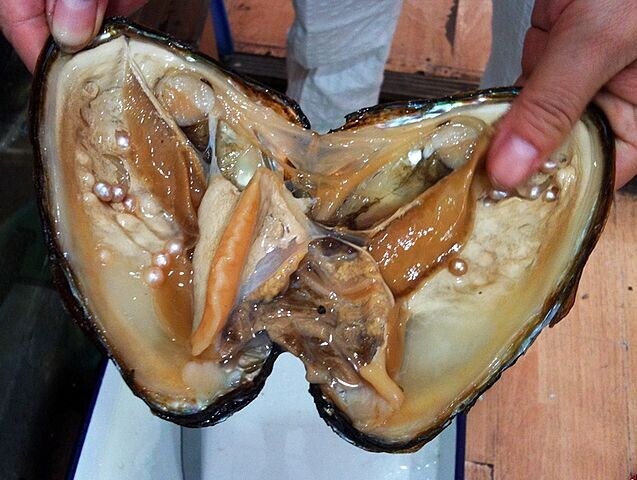 혐)진주조개 양식 수확_2.jpg