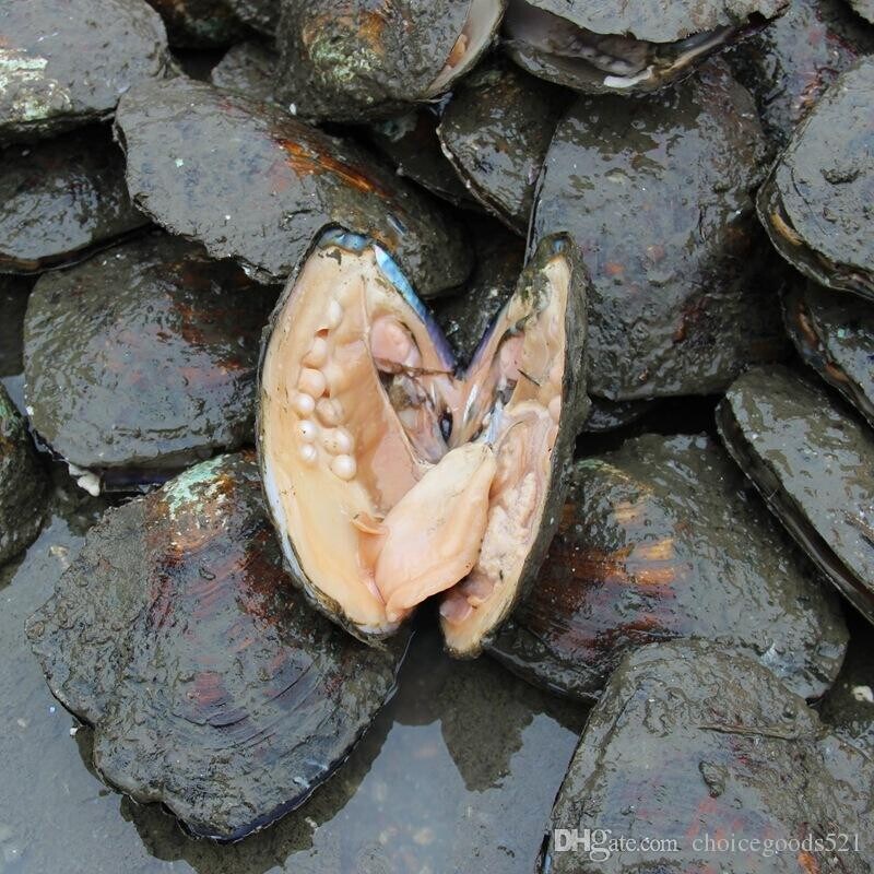 혐)진주조개 양식 수확_3.jpg