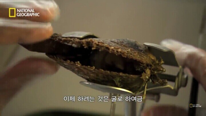 다큐)진주 만드는 방법_1.jpg