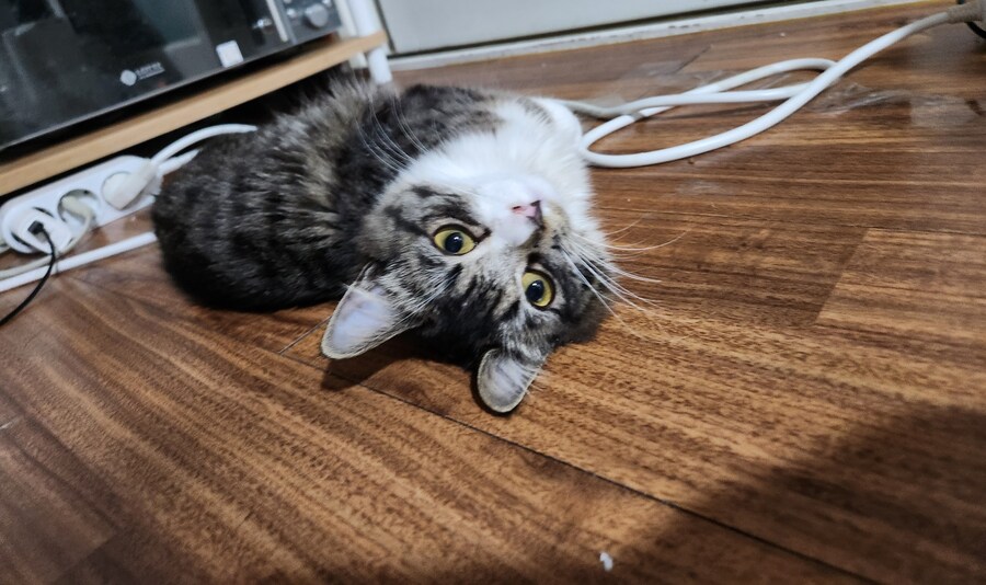 얘는 전기선 고치는데 보기만한다_1.jpg