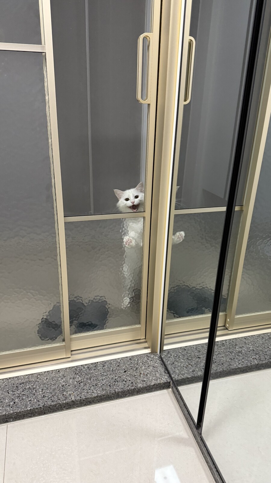 우리집 고양이는 강아지같아.._5.jpg