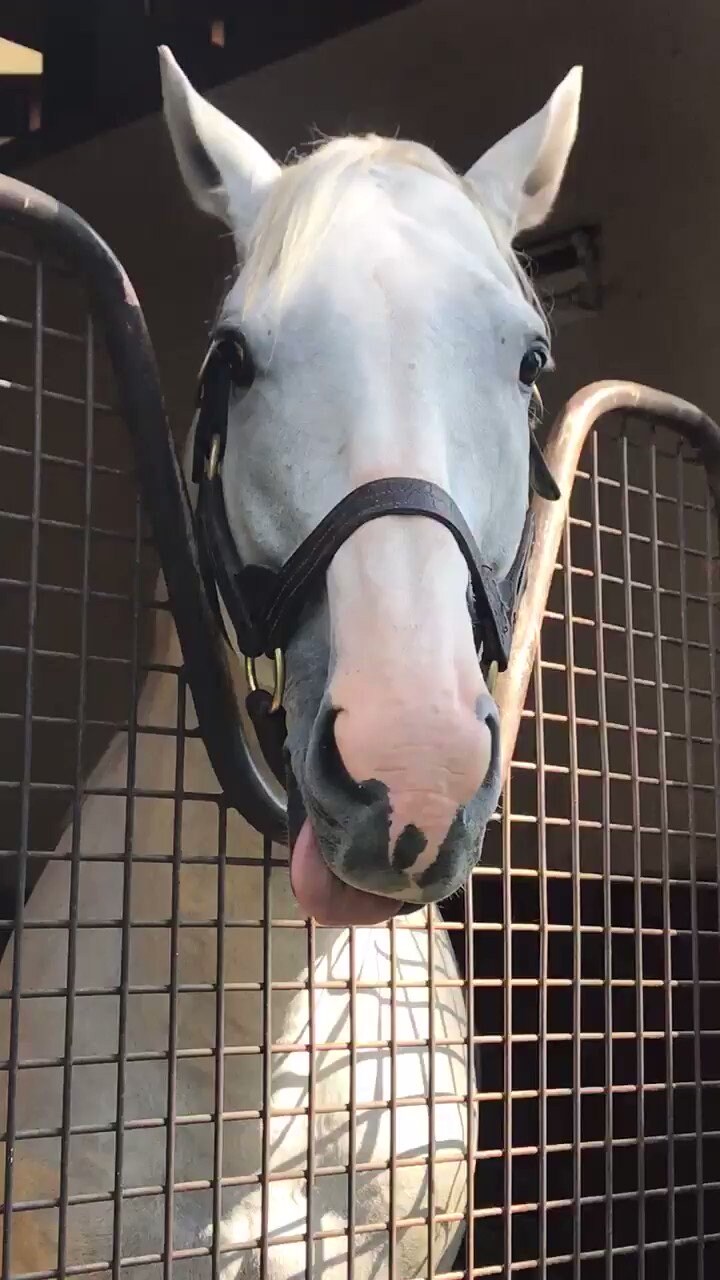 말에게 신뢰를 키워주는 훈련_1.jpg