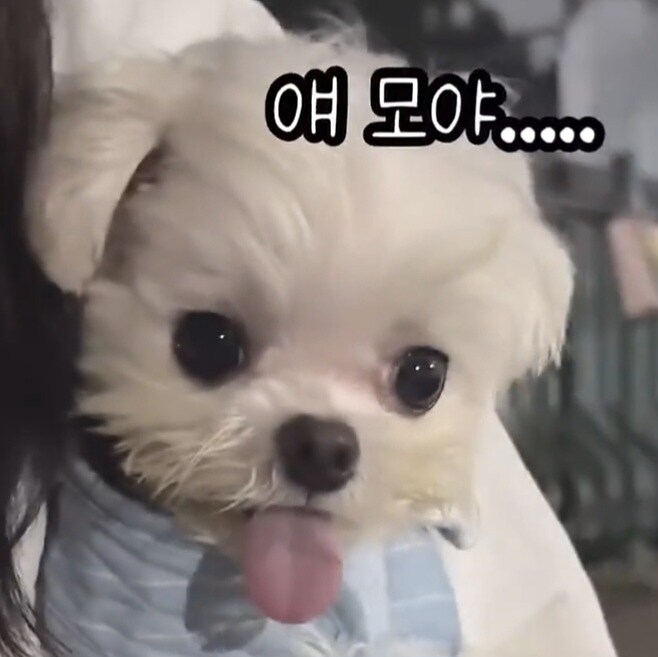 강아지는 강아지로 제압해야 돼.mp4_1.jpg