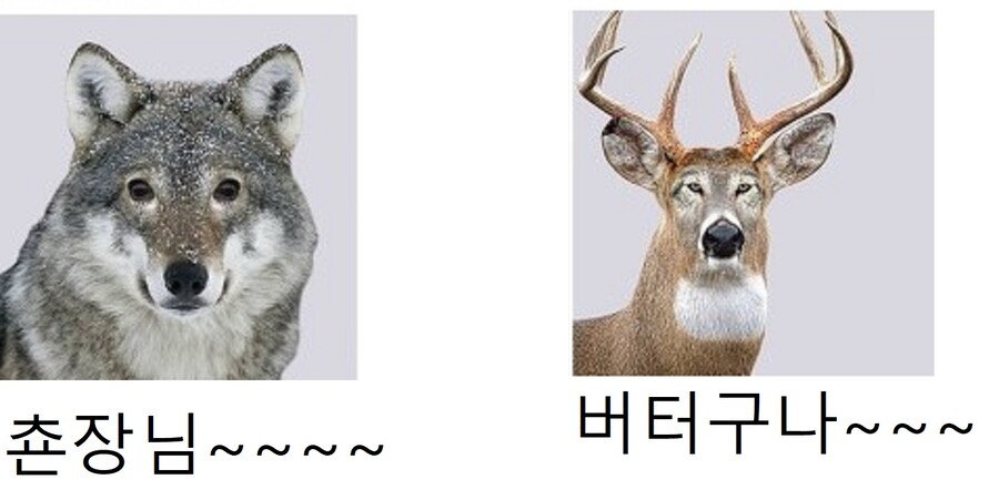 트릭컬) 버터와 쵼장님_1.jpg