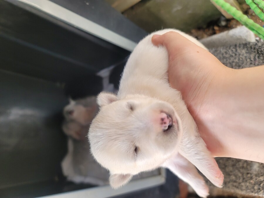 아직 눈 못 뜸 jpg_1.jpg