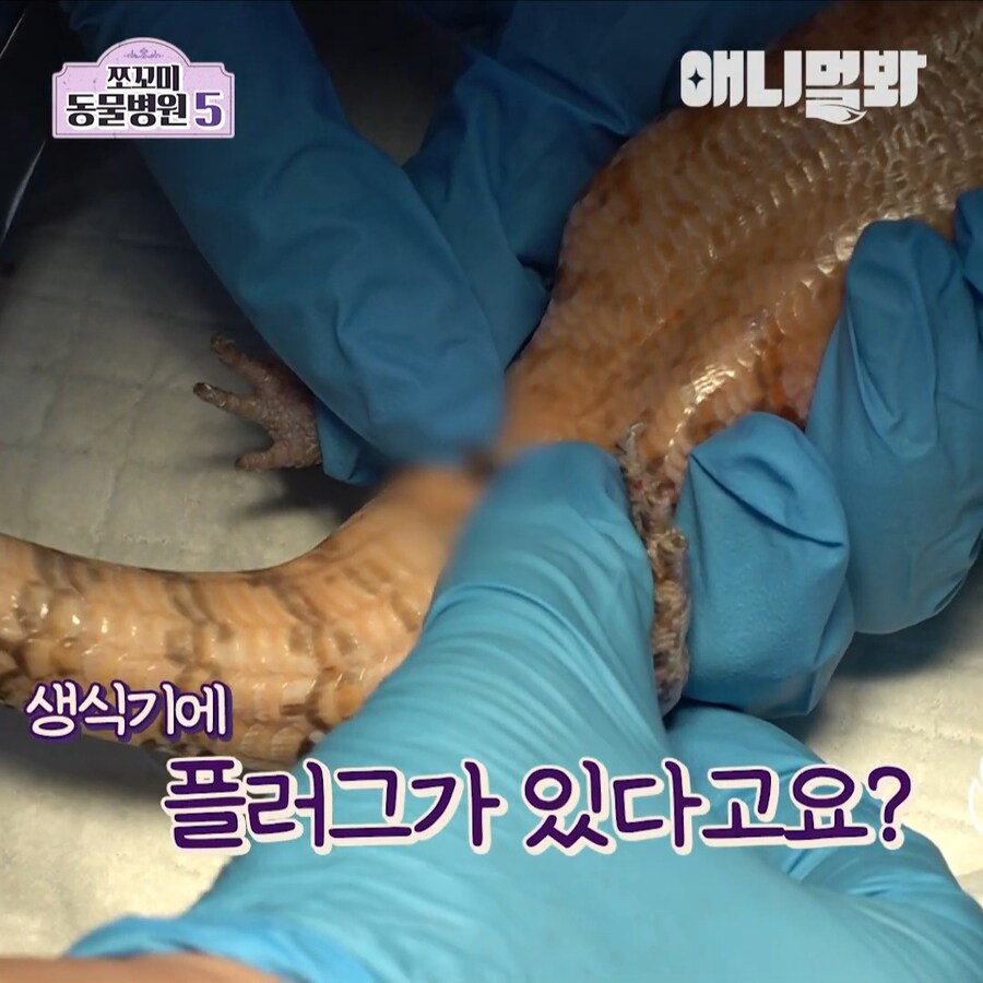 거시기에 플러그가 박혀 내원한 환자_3.jpg