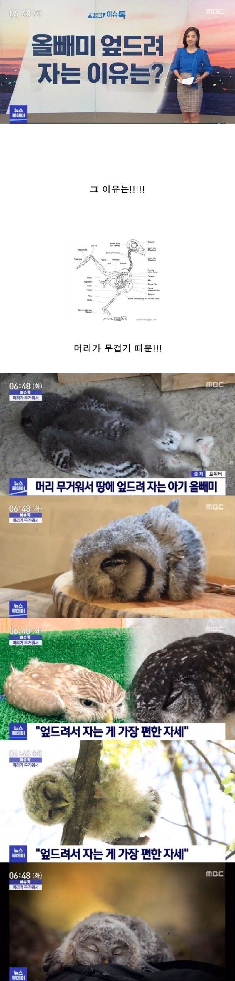 올빼미 엎드려 자는 이유는?_1.jpg