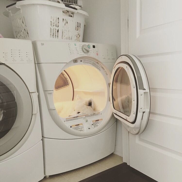 세탁기에 들어가서 자는 멍뭉이_2.jpg