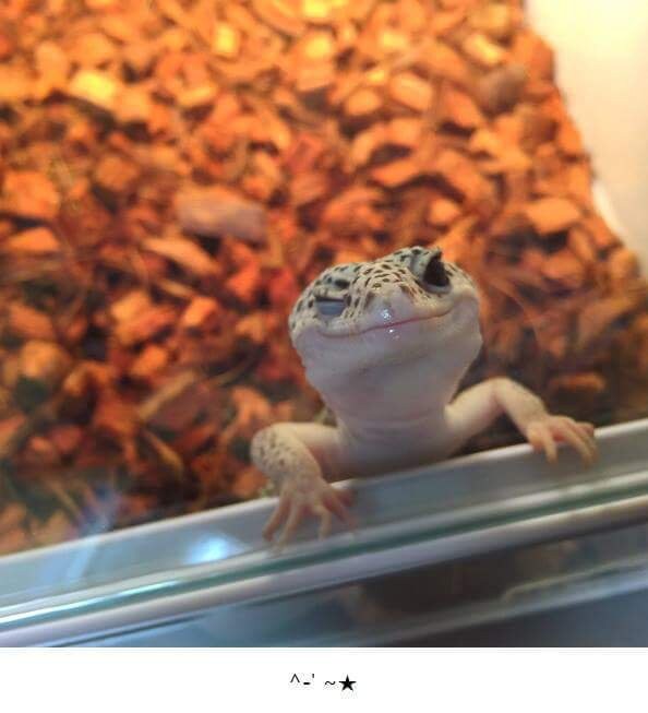 압력밥솥에서 만든 밥이 항상 튀김맛이 났던 이유_2.jpg