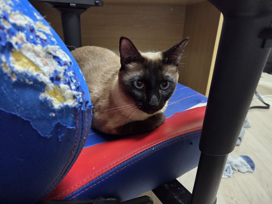 집사는 그저 컴퓨터 게임이 하고 싶다...._1.jpg