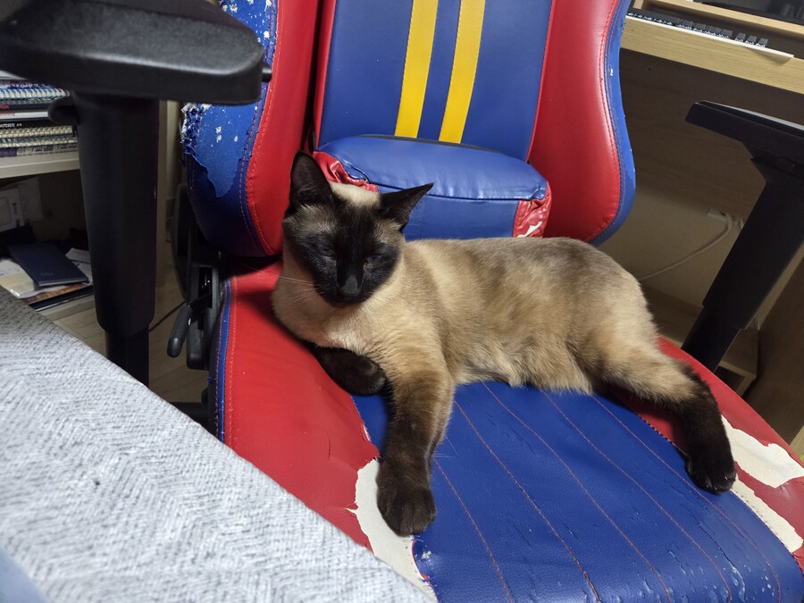 집사는 그저 컴퓨터 게임이 하고 싶다...._13.jpg