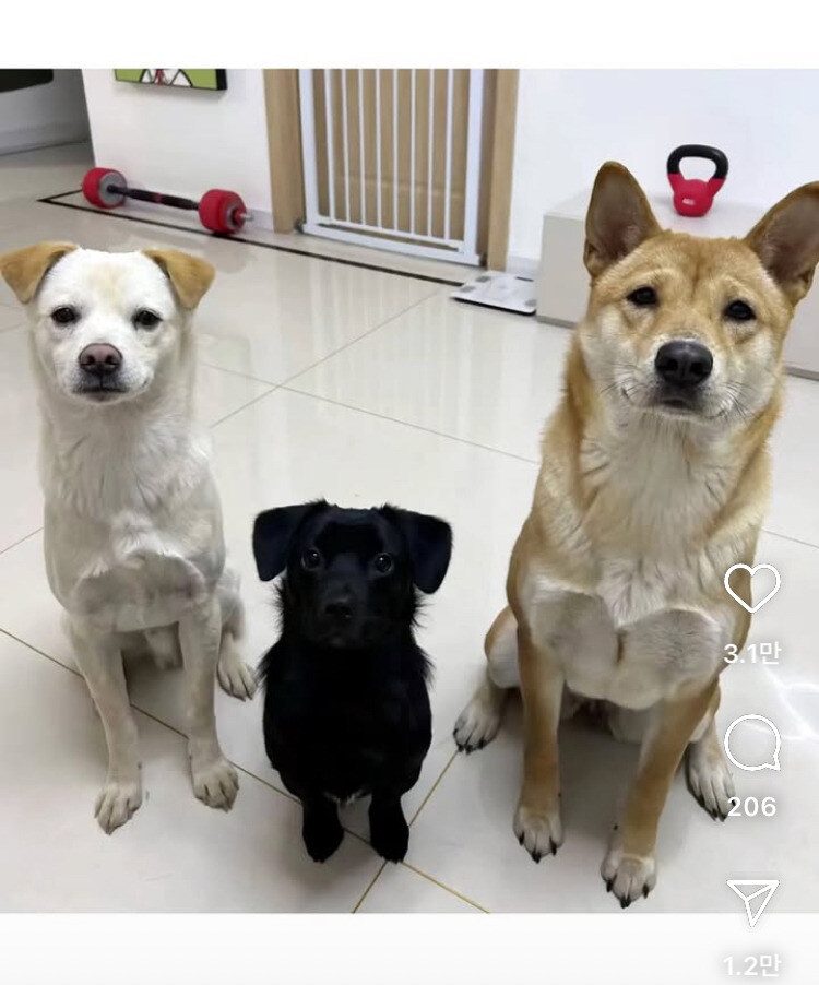 가운데 강아지가 젤 커질 줄 알았어_2.jpg