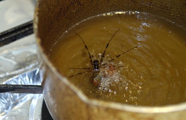 [혐]곤충 요리의 대가가 쓴 요리책_7.jpg