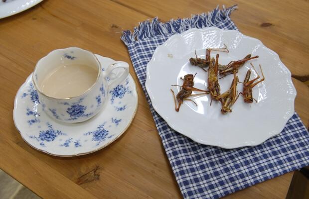 [혐]곤충 요리의 대가가 쓴 요리책_8.jpg