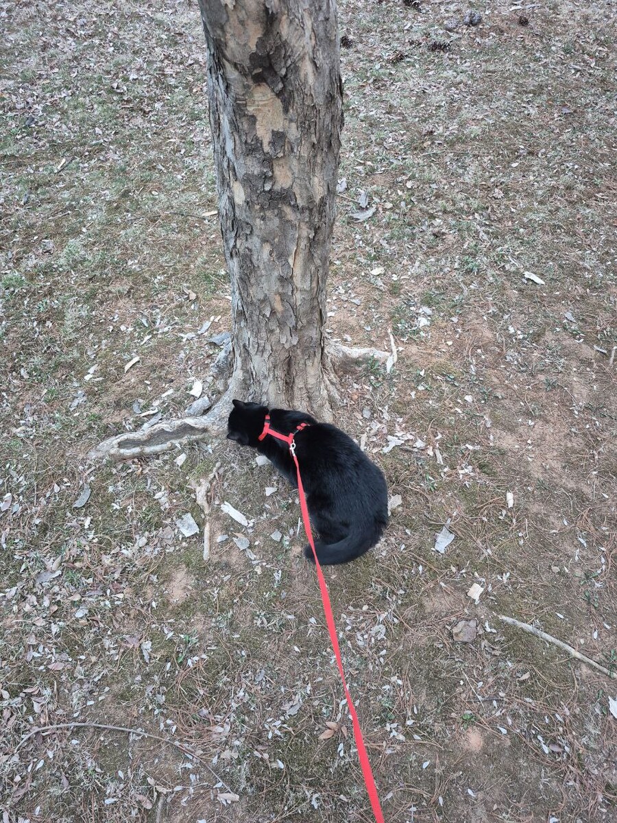 인기없는 검은 고양이 근황_2.jpg