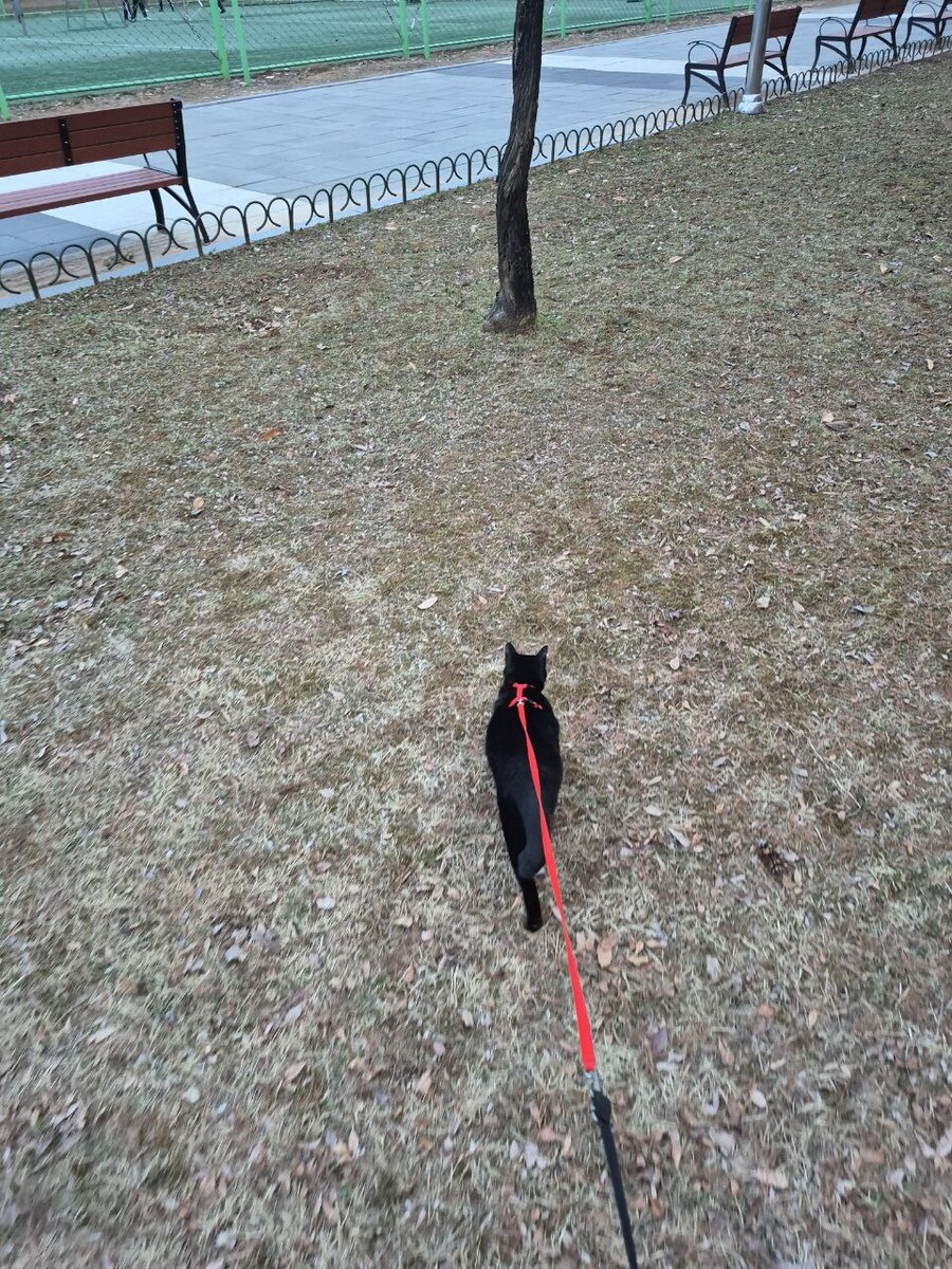 인기없는 검은 고양이 근황_3.jpg