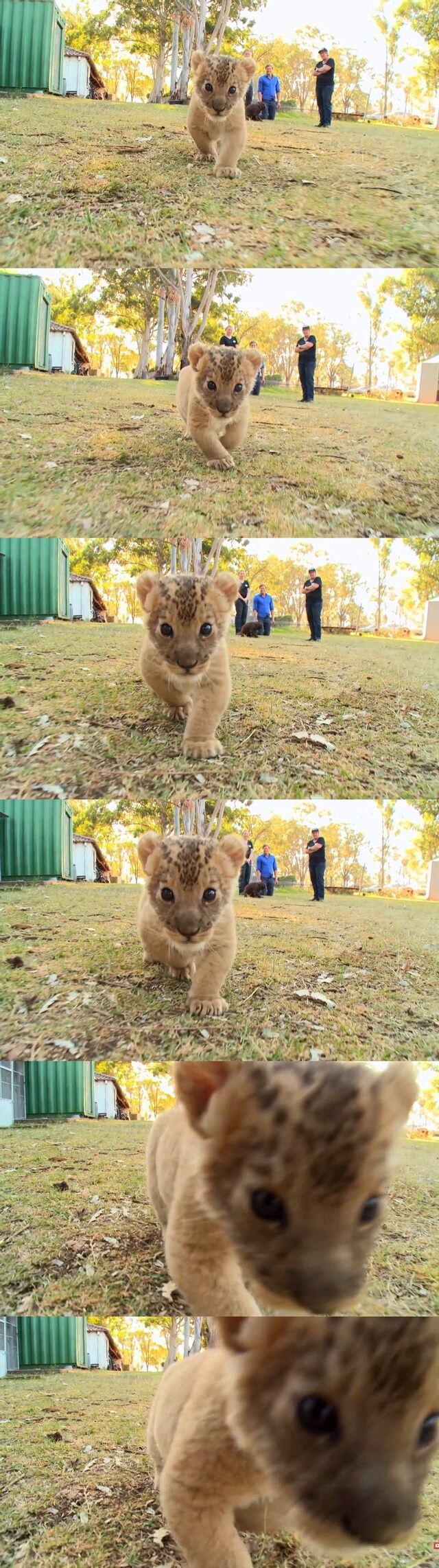 젖니 나온 아기사자.jpeg_2.png