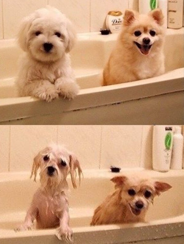 풍화설월)목욕 전과 후가 다른 만화.manga_2.jpg