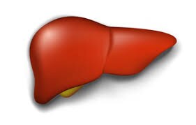 항문이 약학적으로 유용한 이유_1.png