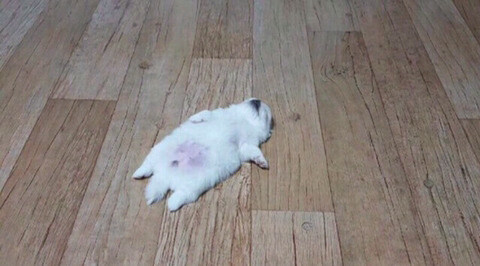 댕댕이가 편안할때 모습. JPG_1.jpg