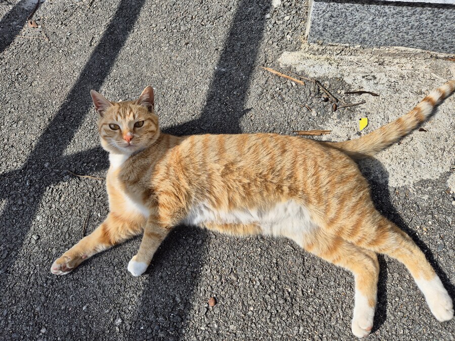 요양병원 짬타이거_2.jpg