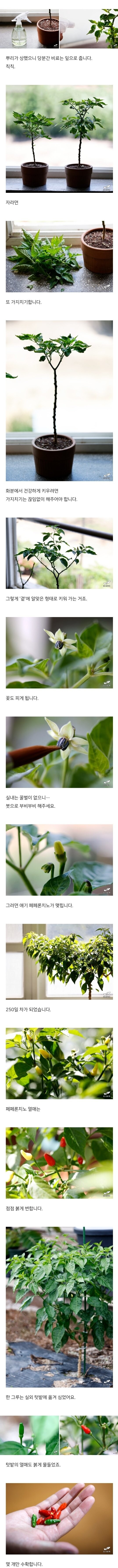 서양 고추 종자를 국내에 밀반입 하는 방법_4.jpg