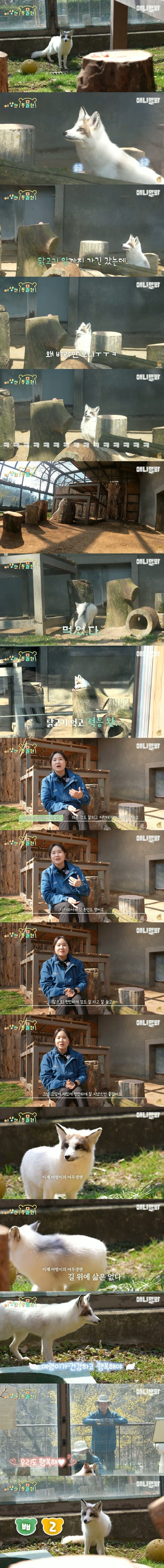 포획된 여우 동물원 입주 과정.jpg_4.jpg