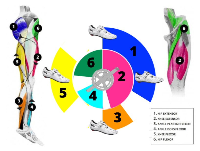 자전거 탈 때 빵댕이 단련 해야하는 이유_1.png