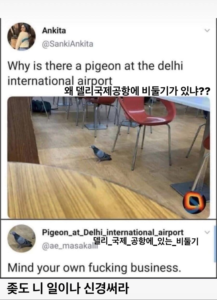 "공항에 비둘기 뭐임?"_1.jpg