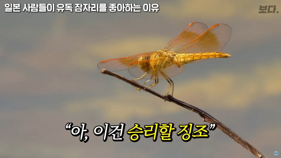 일본이 유독 잠자리를 좋아하는 이유_7.png