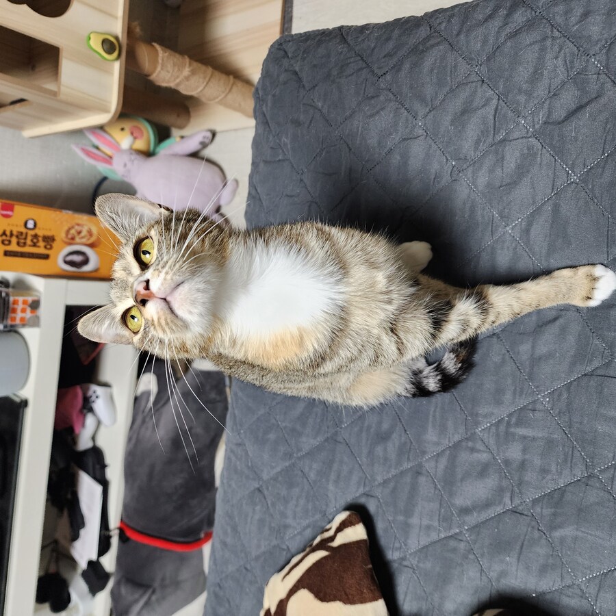 울집고양이바라_2.jpg