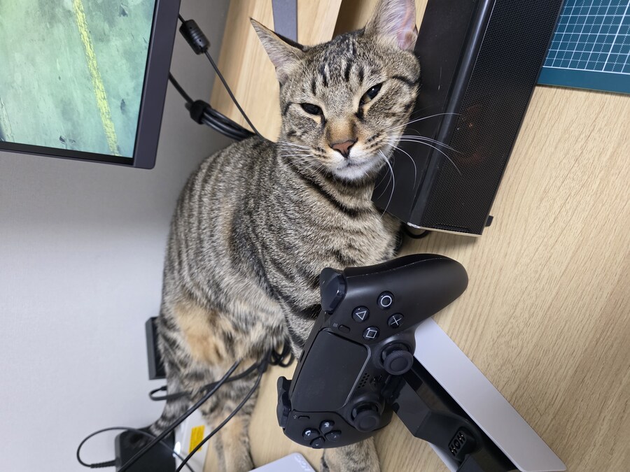 우리 집 고양이 자랑하고 싶어서..._3.jpg