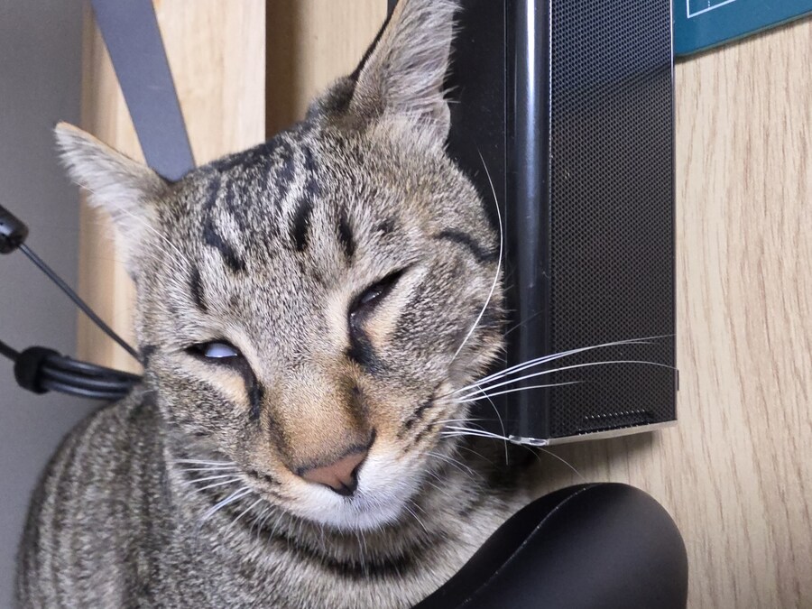 우리 집 고양이 자랑하고 싶어서..._4.jpg