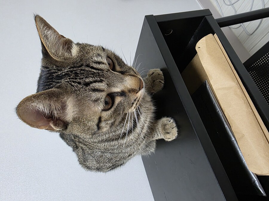 우리 집 고양이 자랑하고 싶어서..._5.jpg