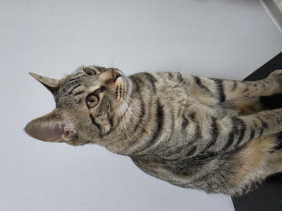 우리 집 고양이 자랑하고 싶어서..._6.jpg