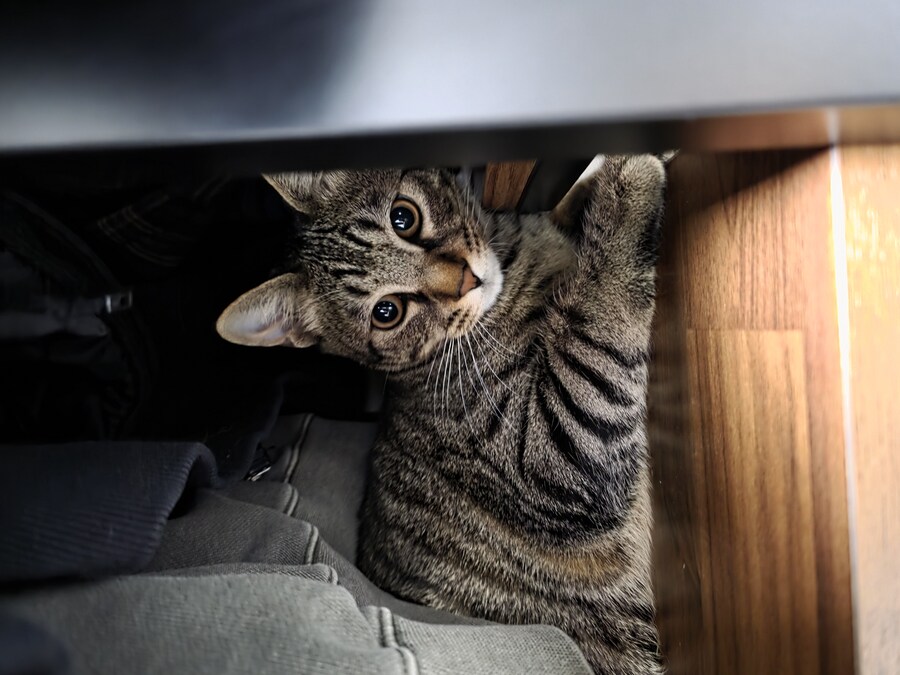 우리 집 고양이 자랑하고 싶어서..._7.jpg