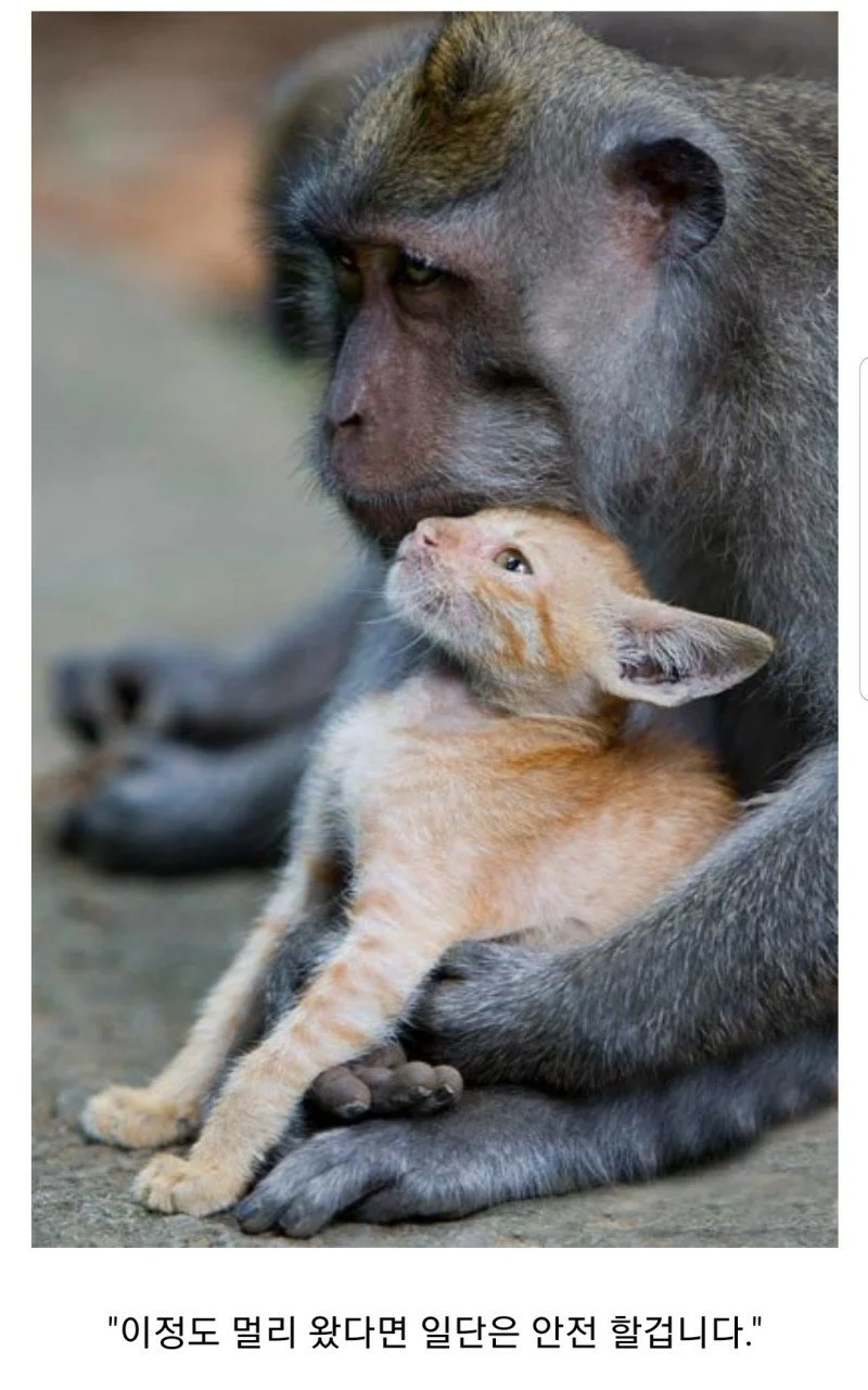 원숭이 아저씨의 대모험_74.webp