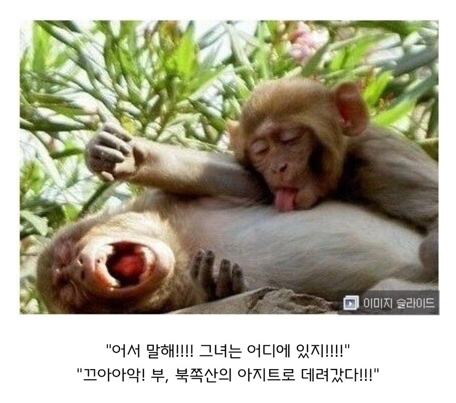 원숭이 아저씨의 대모험_6.jpg