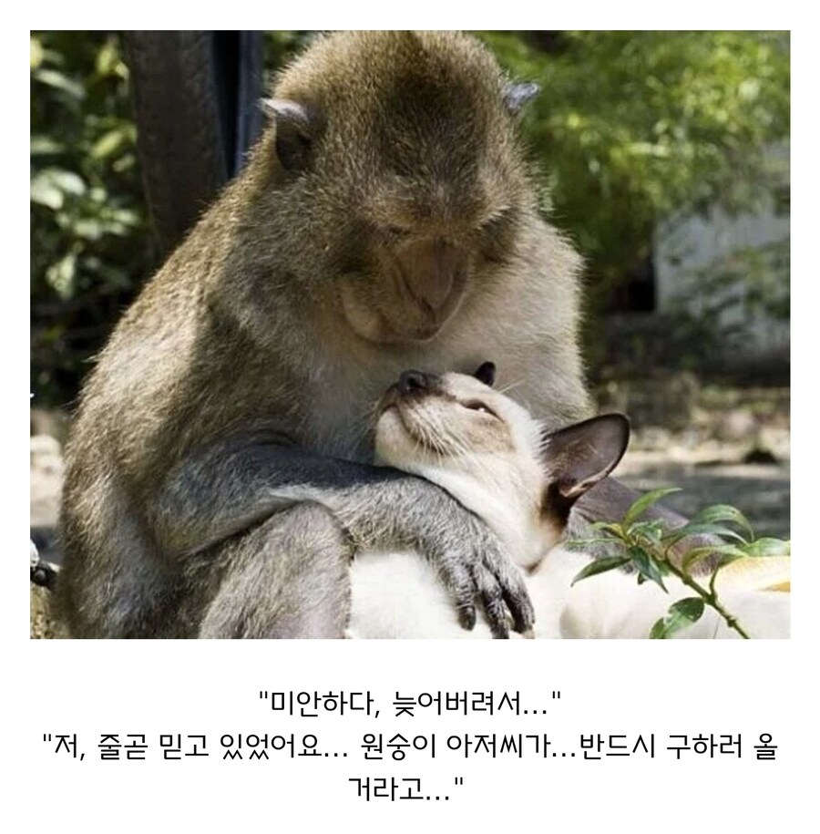 원숭이 아저씨의 대모험_7.jpg