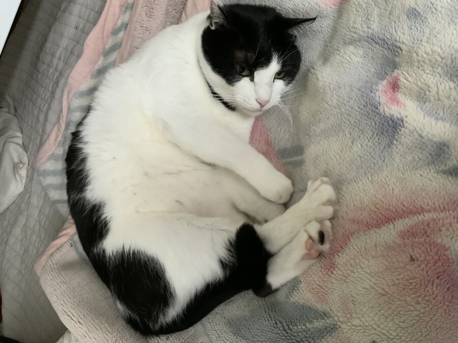 우리집 고양이 잘때 건드리면 ㅈ되는이유_2.jpg