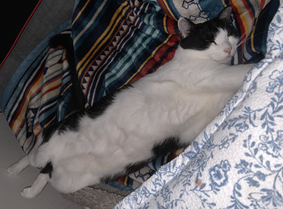 우리집 고양이 잘때 건드리면 ㅈ되는이유_6.jpg